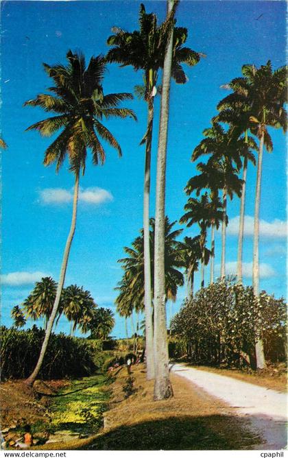 CPM Barbados Country Scene