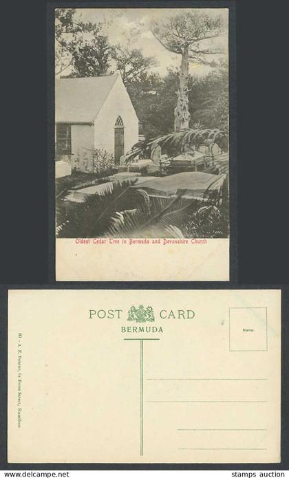 Bermuda Old Postcard Oldest Cedar Tree in Bermuda and Devonshire Church, Graves