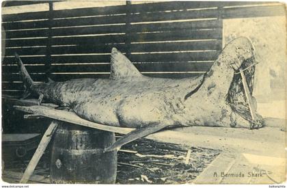 Bermuda Shark 1911 to London
