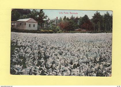 Bermudes - Bermuda - Lilly Field