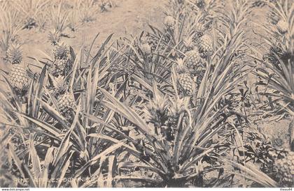 ¤¤   -  DOMINIQUE   -   DOMINICA   -  Pine Apples Dominica   -  Plantation d' Ananas       -   ¤¤