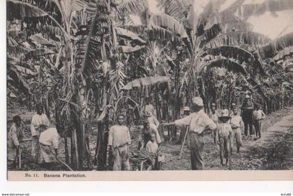 BANANA PLANTATION