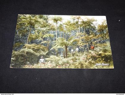 Jamaica Tree Ferns__(20304)