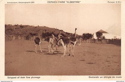 CURACAO - Ostrich Farm Albertine - Stripped of their fine plumage