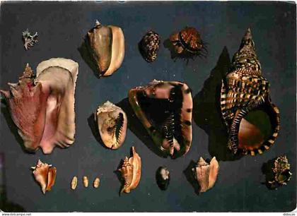 Carte Postale - Antilles - Coquillages des Antilles - CPM - Voir Scans Recto-Verso - Poscard - Carta Postal -  Postkarte
