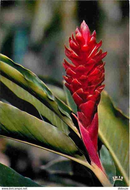 Carte Postale - Antilles - Fleurs des Antilles - Aloinia - Carte Neuve - CPM - Voir Scans Recto-Verso - Poscard - Carta