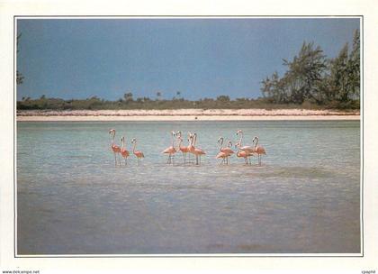 CPM Bahamas L'ile de Calcos