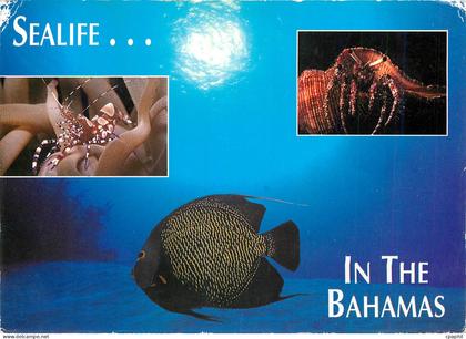 CPM Sealife In the Bahamas