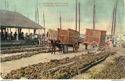 Bahamas Sponge Exchange ed Moseley