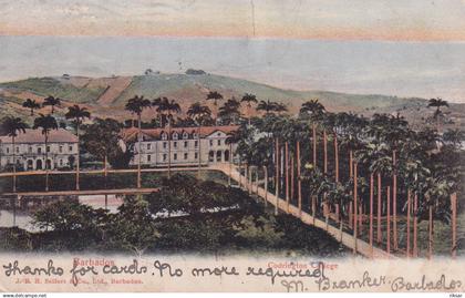 BARBADES(COLLEGE) ARBRE