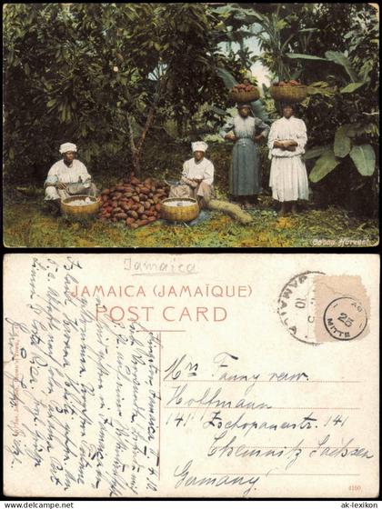 Jamaika   Jamaica Jamaica Einheimische bei der Ernte, Cocoa Harvest 1910