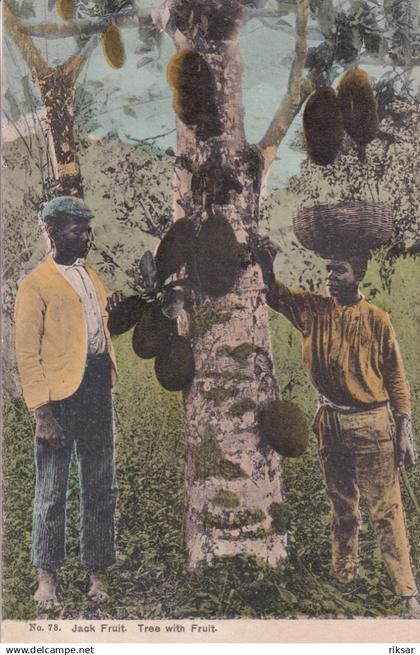 JAMAIQUE(TYPE) ARBRE(KACKFRUIT)