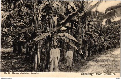 PC JAMAICA BANANA PLANTATION, JAMAICA (a79427)