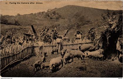 PC VIRGIN ISLANDS FACING THE CAMERA AFTER DINNER Vintage Postcard (b52258)