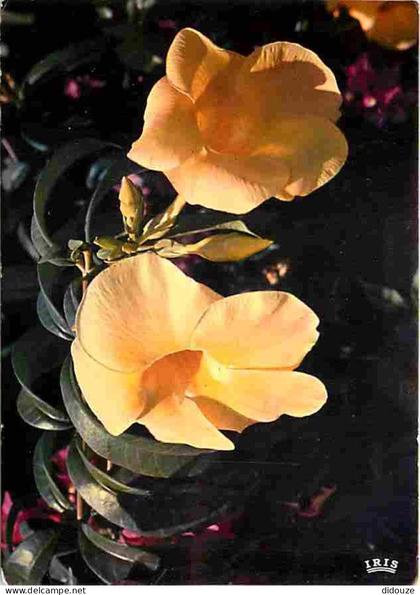 Carte Postale - Antilles - Fleurs des Antilles - Alamandas - CPM - Voir Scans Recto-Verso - Poscard - Carta Postal -  Po