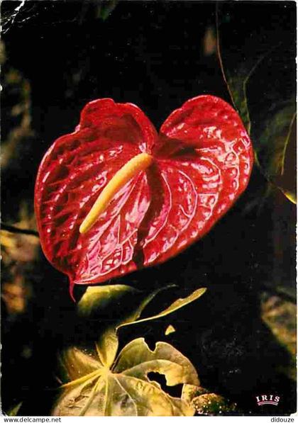 Carte Postale - Antilles - Fleurs des Antilles - Anthurium - CPM - Voir Scans Recto-Verso - Poscard - Carta Postal -  Po