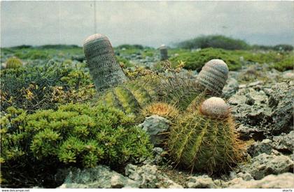 CPM AK Ball Cacti on limestone rocks near Spelonk. BONAIRE (660284)