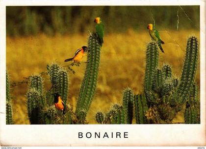 CPM AK Birds of Bonaire BONAIRE (750247)