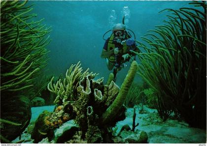 CPM AK Bonaire's beautiful underwater English Garden BONAIRE (750233)