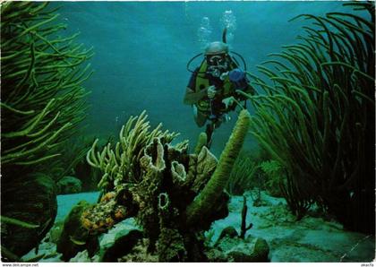 CPM AK Bonaire's beautiful underwater English Garden BONAIRE (750252)