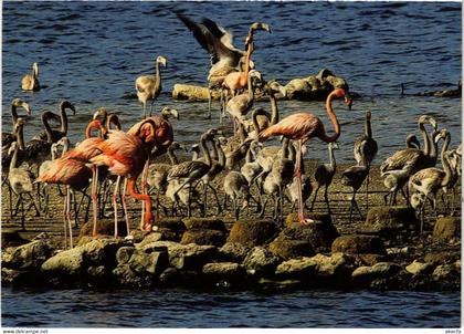 CPM AK Nesting and young Caribbean flamingos BONAIRE (729942)