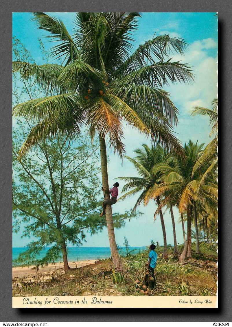 ANTILLES BAHAMAS Bahama islands climbing for Coconuts (scan recto-verso) QQ 1113