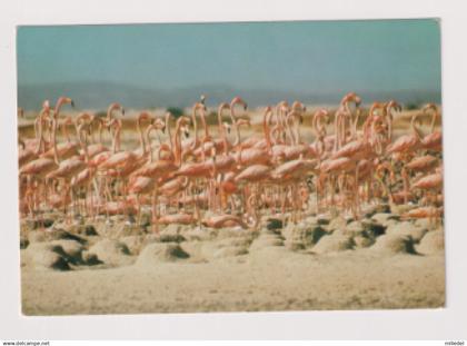 PR223 - ANTILLES - Bonaire - Flamingo Island