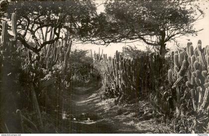 Curaçao - Curaçao - Cactus Lane