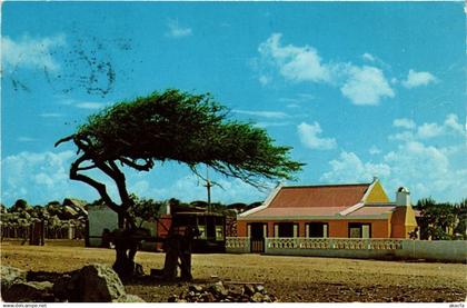 CPM AK Dividivi Tree with Cunucuhouse ARUBA (729818)