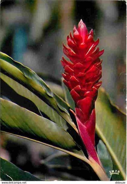 Carte Postale - Antilles - Fleurs des Antilles - Alpinia - CPM - Voir Scans Recto-Verso - Poscard - Carta Postal -  Post