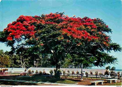 Carte Postale - Antilles - Fleurs des Antilles - Flamboyant - CPM - Voir Scans Recto-Verso - Poscard - Carta Postal -  P