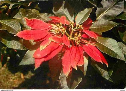 Carte Postale - Antilles - Fleurs des Antilles - Poinsettia Pulcherima - CPM - Voir Scans Recto-Verso - Poscard - Carta