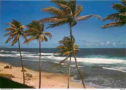 Carte Postale - Antilles - Plage aux Antilles sous l'Alizé - CPM - Voir Scans Recto-Verso - Poscard - Carta Postal -  Po