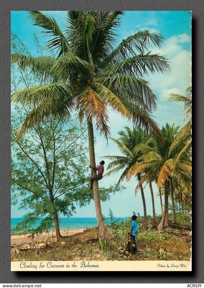 ANTILLES BAHAMAS Bahama islands climbing for Coconuts (scan recto-verso) QQ 1113