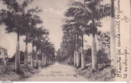 BARBADES(BELLEVILLE) ARBRE