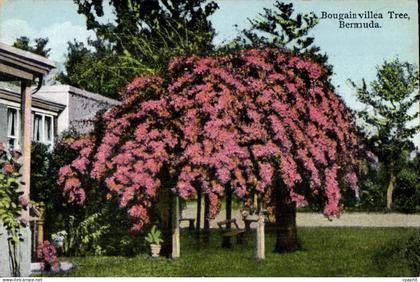 CPA Bougain villea Tree Bermuda Bermudes