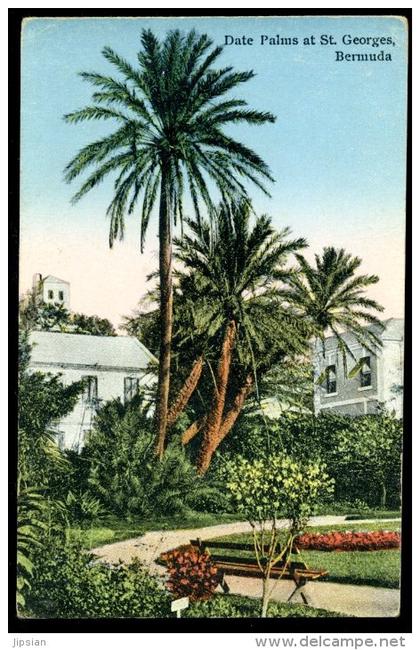 Cpa îles des Bermudes Bermuda Date Palms at St Georges Bermuda BOR15