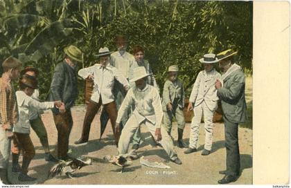 Cuba Cock Fight