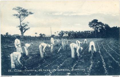 Cuba Tobacco Planting