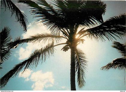 Carte Postale - République Dominicaine - Republica Dominicana - Playas de la Isla de Santo Domingo - CPM - Carte Neuve -