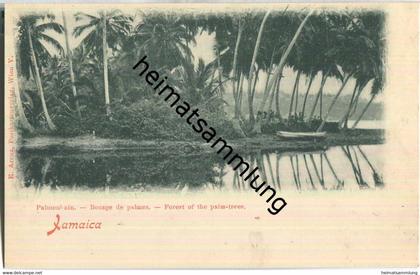 Jamaica - Palmenhain - Verlag E. Arenz Wien ca. 1900