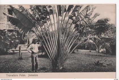 TRAVELLERS PALM