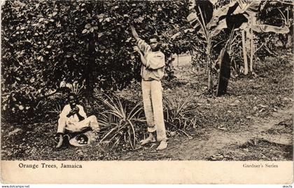 PC JAMAICA ORANGE TREES, JAMAICA (a79388)