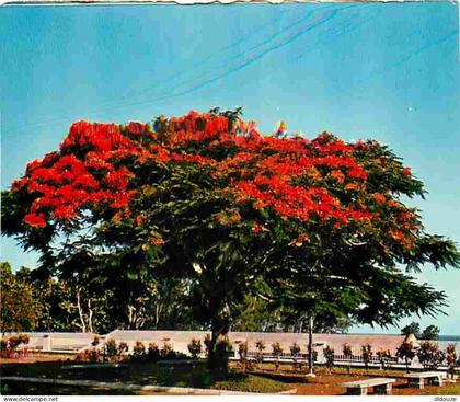 Carte Postale - Antilles - Fleurs des Antilles - Flamboyant - CPM - Voir Scans Recto-Verso - Poscard - Carta Postal -  P