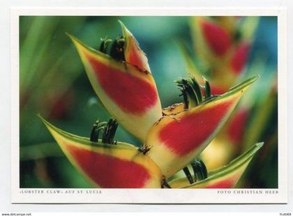 AK 074629 SAINT LUCIA - Lobster Claw