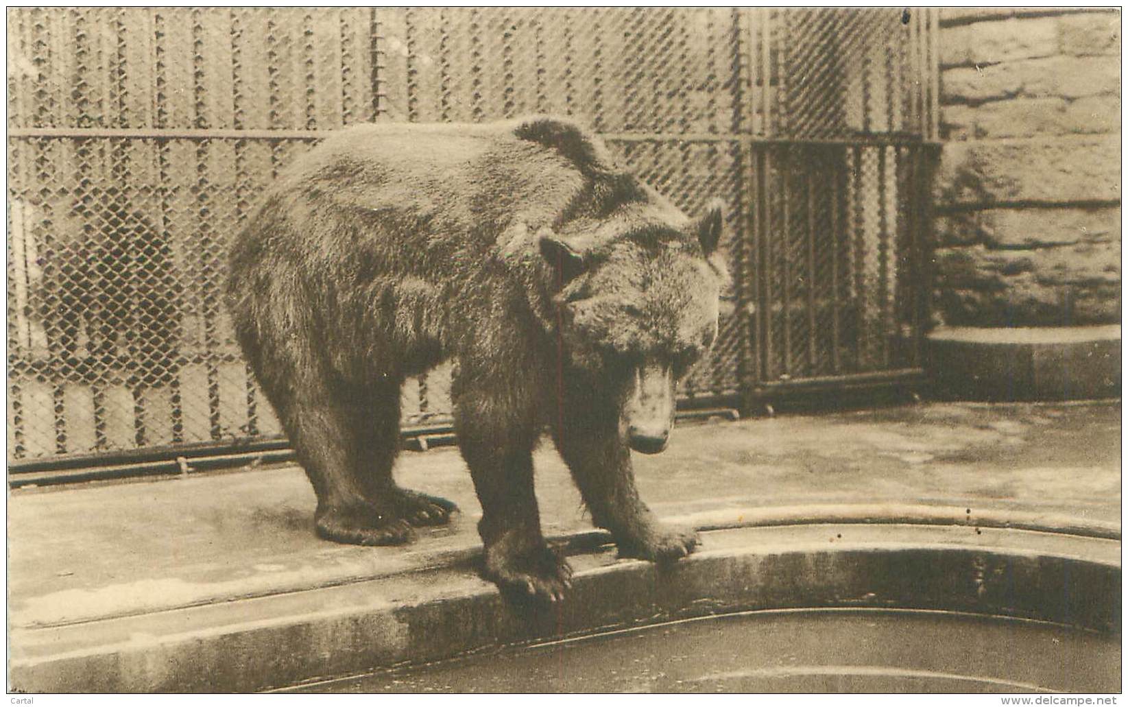 ANTWERPEN - Dierentuin - Bruine Beer