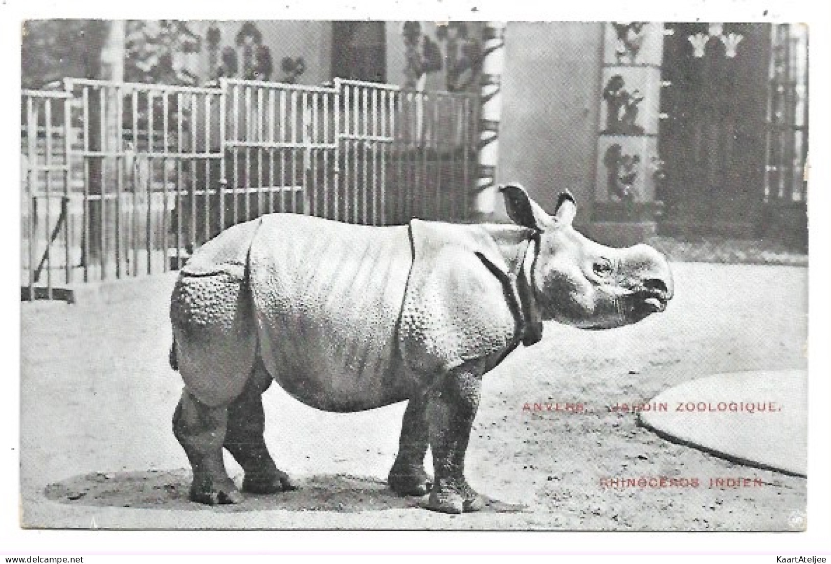 Antwerpen - Dierentuin - Rhinoceros Indien.