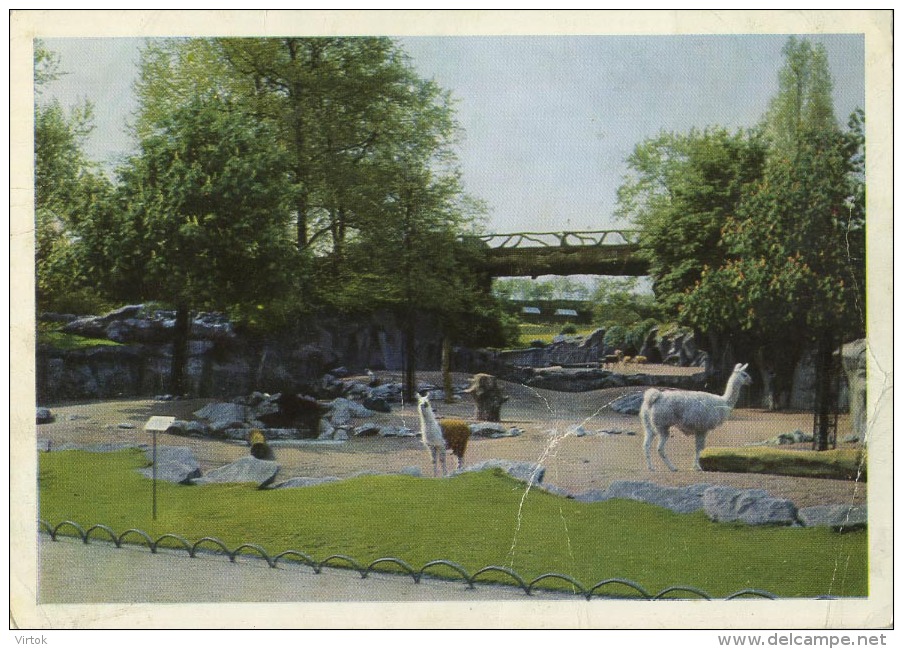Antwerpen : ZOO - Lama : Dierentuin