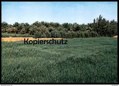 ÄLTERE POSTKARTE ANEIZA CULTIVATED FIELDS Felder Landwirtschaft Saudi Arabia Saudi Arabien postcard cpa AK Ansichtskarte