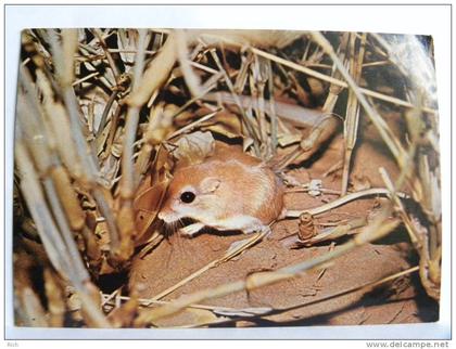 CPSM - Arabie Saoudite - Saudi Arabia - Desert Gerbil (Gerbillus sp)